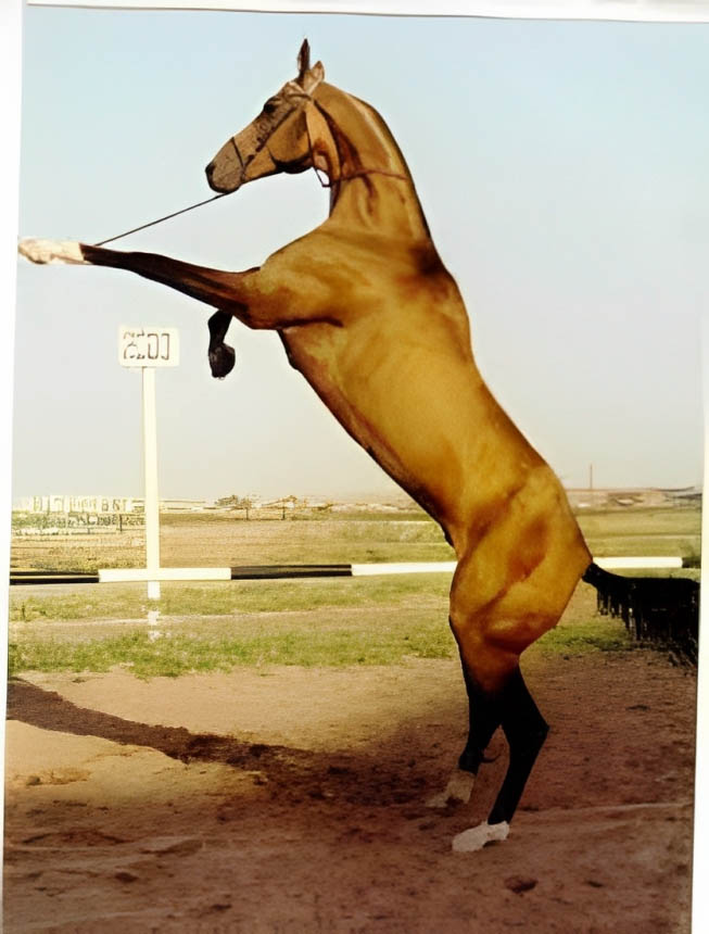 Yanardag - Akhal-Teke Stallion, The World Champion of the Akhal-Teke Breed 1999